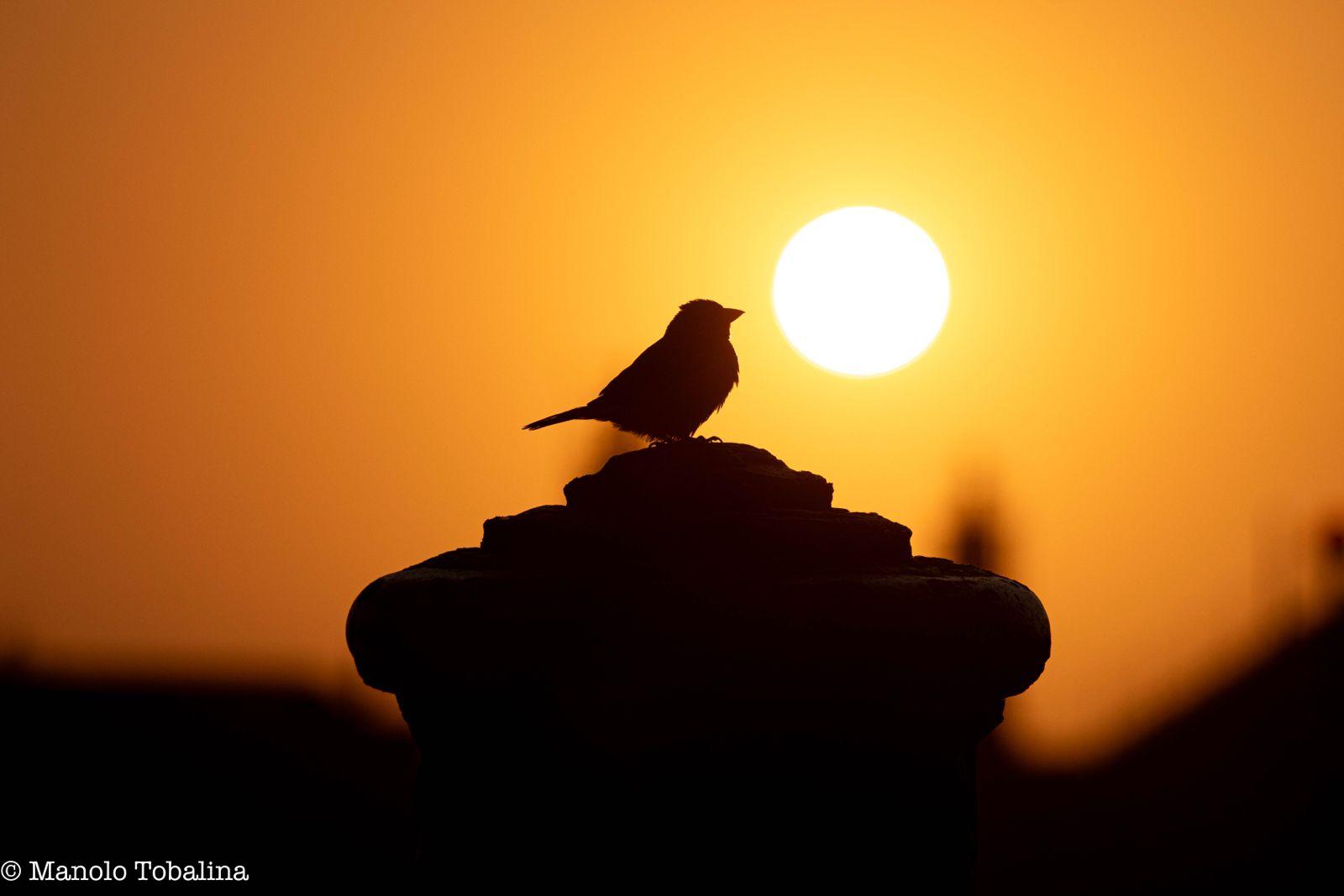 Pájaro en el muelle de Tapia de Casariego contemplando el atardecer