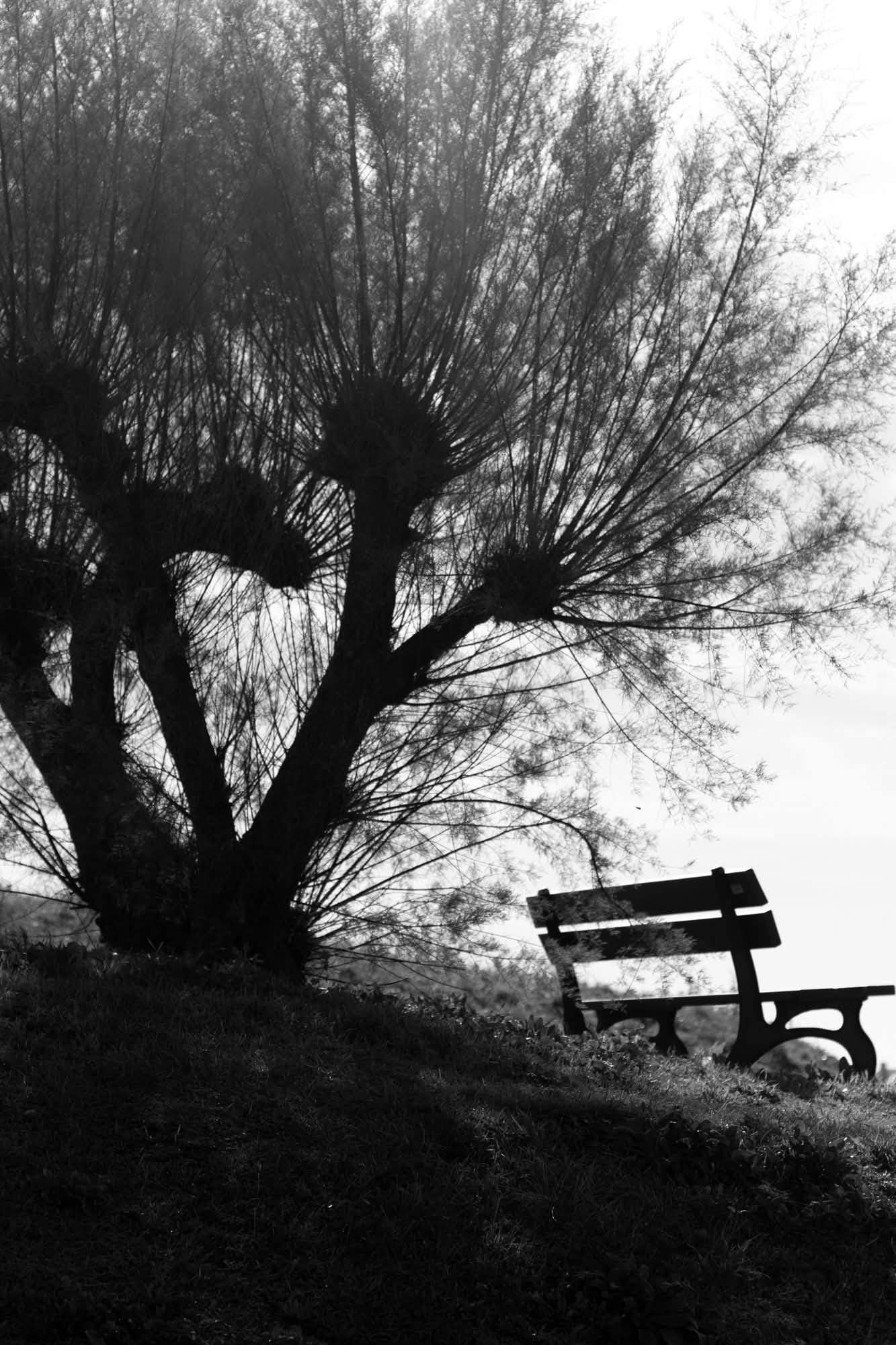 Banco bajo un árbol en un entorno tranquilo que transmite paz y sosiego
