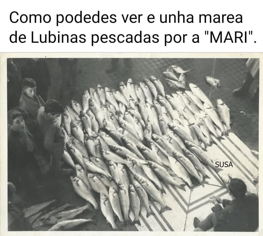 Marea de Lubinas pescadas por a Mari en la Ruta de Tapia  de Casariego